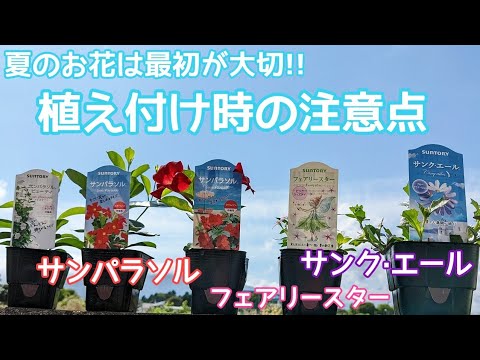 『サンパラソル』『サンクエール』『フェアリースター』夏のお花は最初が大切!!植え付け時の注意点をまとめてみました。#サンフラアンバサダー2022#ガーデニング