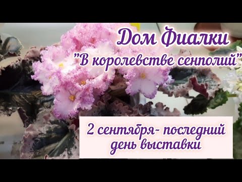 Финал летней выставки фиалок. #домфиалки #сортовыефиалки #цветущиефиалки #выставкафиалок