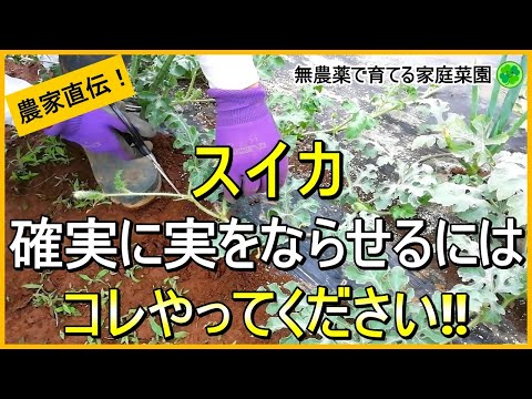 【スイカ栽培】孫づる処理～人工授粉・追肥・つる整理まで6月のお世話を詳しく解説【有機農家直伝！無農薬で育てる家庭菜園】　24/6/1