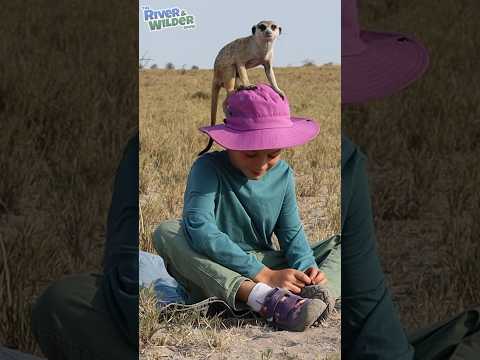 🐾 Meerkat climbs on boys head! Wild Africa Adventures