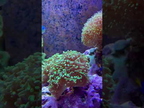 Quick update 3/7 #aquarium #marinetank #reefaquarium #update #reef #aquariummtp #mtp