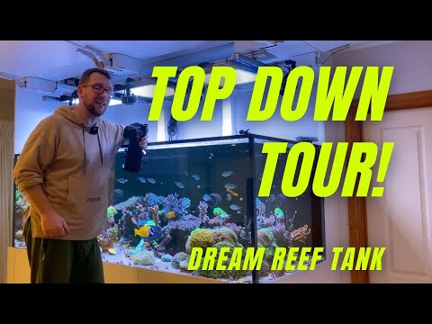 Top Down Tour! - Dream Reef Tank