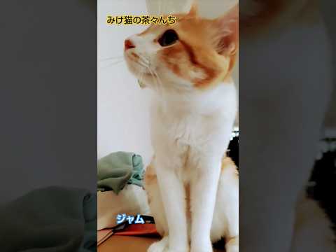 茶々がきになるジャム　#cute #猫のいる暮らし #茶トラ#cutecat