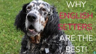 Why English Setters Are The Best!