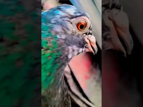 Juriya Madras kabutar🕊️ #kabootar #foryoupigeons#youtubeshorts#kabutar #kabutarbazi#flypigeon #short