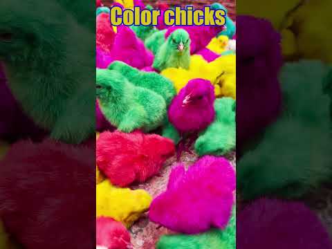 Catch Murgi ke bacche | Cute Chuja | Chuche | Murgi ki Chicks with toys