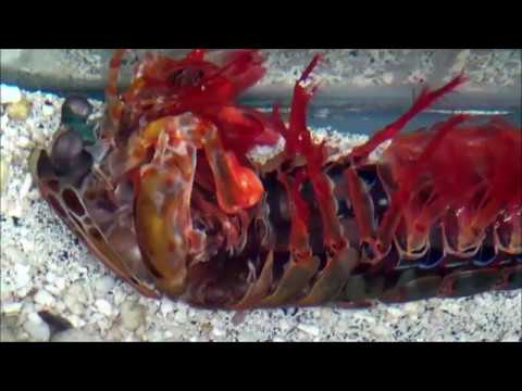 A diecast mineralization process forms the tough mantis shrimp dactyl club