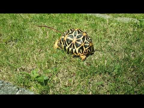 印度星龜散步日光浴Tortoise basking in the sun