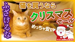 クリスマスプレゼントに猫を買おうとしてる方へ