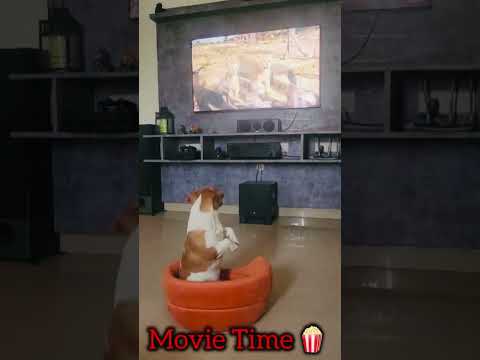 Movie 🎥time 😎🐕#cute #dog #petlover #funny #love #motivation #entertainment # pet