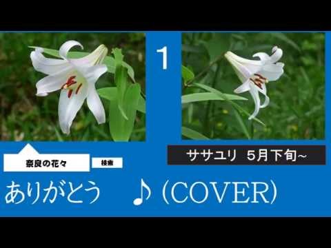 ありがとう　３　しいの乙吉　♪（COVER