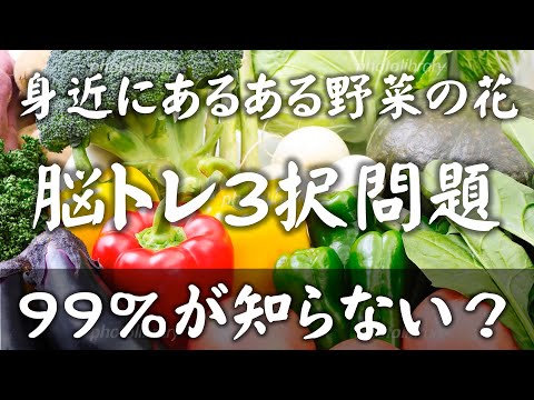 99％の人が知らない野菜の花の美しさ！【身近にあるある野菜の花－脳トレ三択問題－】野菜は食べるもの、いやその花の美しさを鑑賞しましょう。道端の草花同様、野菜の花にも関心を持とう！復習問題もあります。