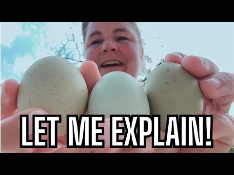 Let Me Explain! Do You Keep Chickens? Typical Day On The Farm | Farm Life Vlog