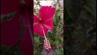 Today is my garden 🌺#trending #nature #gardeningchannel #youtubeshorts