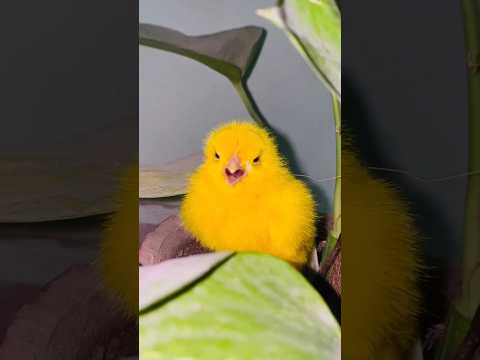 Cute chicken hen baby - chicks free sound #hen #birds #cute #chicks