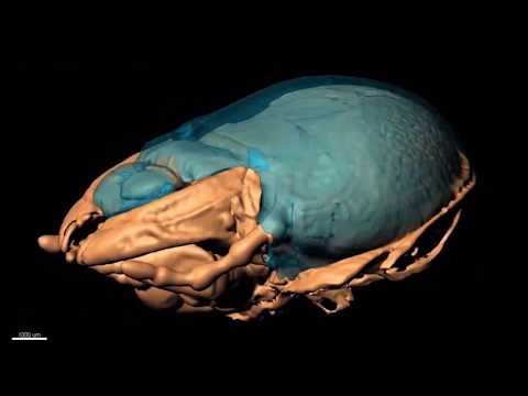 Precise staging of beetle horn formation in Trypoxylus dichotomus reveals the pleiotropic roles