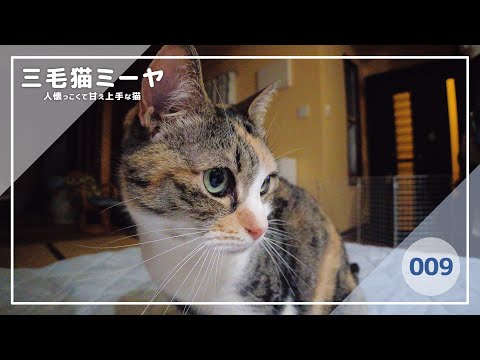 【猫好き必見！癒しの三毛猫動画】甘えたい遊びたい三毛猫ミーヤちゃん