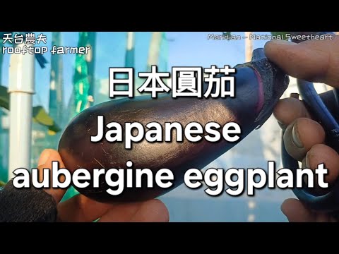 日本圓茄 Japanese aubergine eggplant