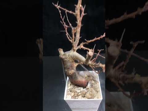 1円～ コンミフォラ・ミルラ 発根管理中 Commiphora myrrha 希少 ベアルート 1円オク 輸入 塊根植物 最落無し