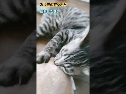 蹴りぐるみVS子猫　#保護猫 #猫のいる暮らし #子猫#サバトラ#cat