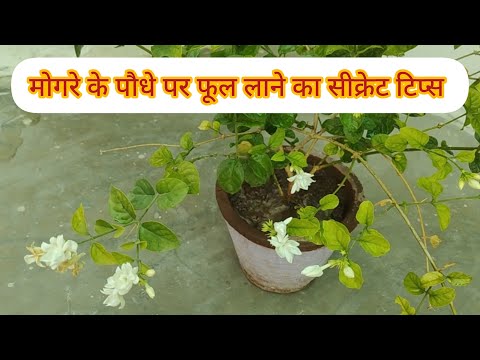 मोगरे के पौधे पर ज्यादा फूल लाने का सीक्रेट तरीका | germi me mogra per jyada flowers kaise ugaye