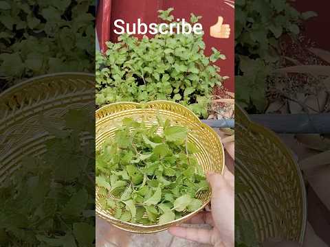 Pudina Helth benefits // Pudina  Harvest in my terrace #helthtips  #mint #youtubeshorts