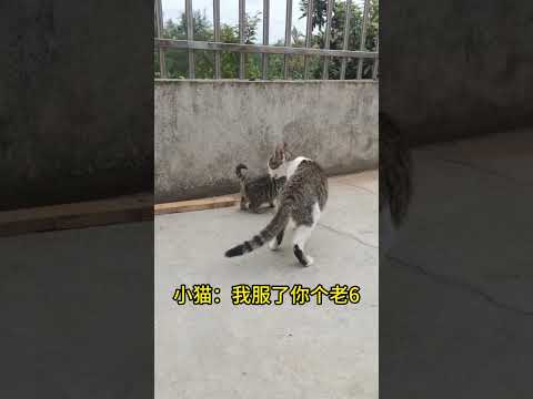 老六猫猫偷袭小猫。The sixth cat attacks the kitten.#cat #catcute #小猫咪 #cuteecats