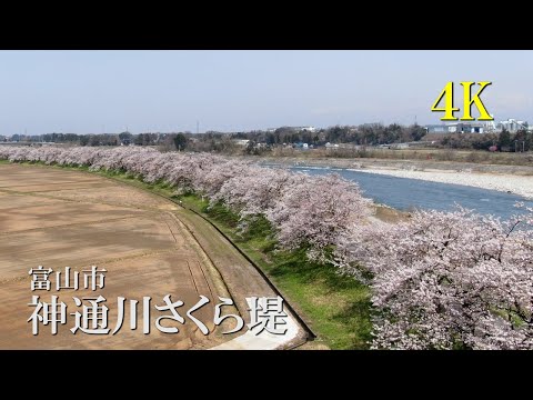 【4K】神通川さくら堤　4Kで魅せる富山の桜2022