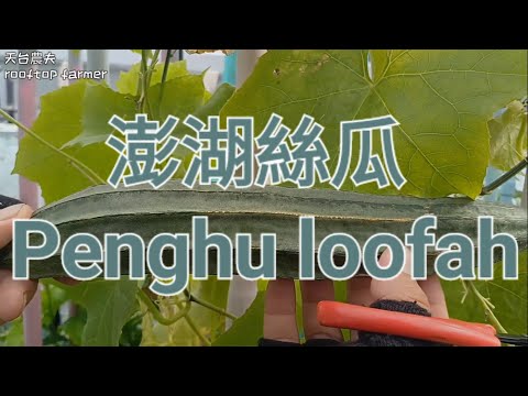 澎湖絲瓜 Penghu loofah