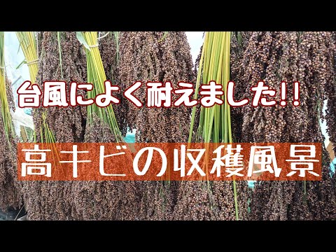 【雑穀生活】台風に倒れた高キビを収穫します。