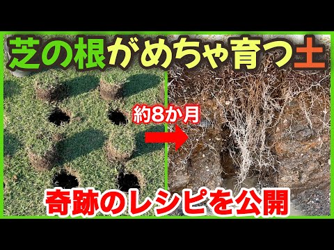 芝生最強土で根をぐんぐん育てる方法