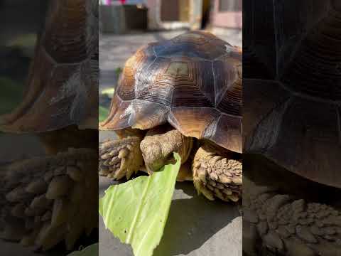 Funny😂#video #viral #animals #cute #pets #videos #turtle #sulcata #カメラ#sound #eating #animals