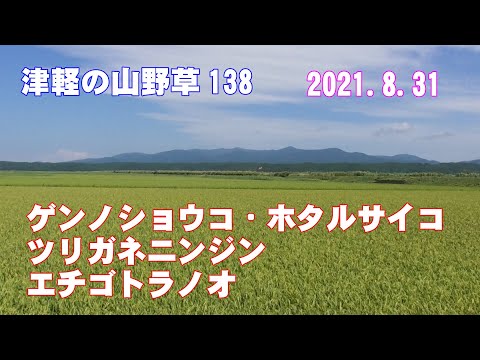 津軽の山野草138(ｹﾞﾝﾉｼｮｳｺ・ﾎﾀﾙｻｲｺ・ﾂﾘｶﾞﾈﾆﾝｼﾞﾝ・ｴﾁｺﾞﾄﾗﾉｵ)