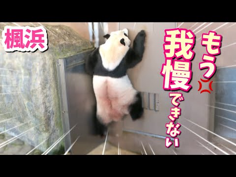 【パンダアイドル楓浜】やっぱりこの子は並じゃない❗️驚愕のアクション帰宅劇場を見せた🐼