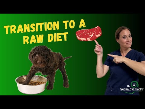 How To Transition Your Dog & Cat To A Raw Food Diet - Dr. Katie Woodley | Holistic Veterinarian