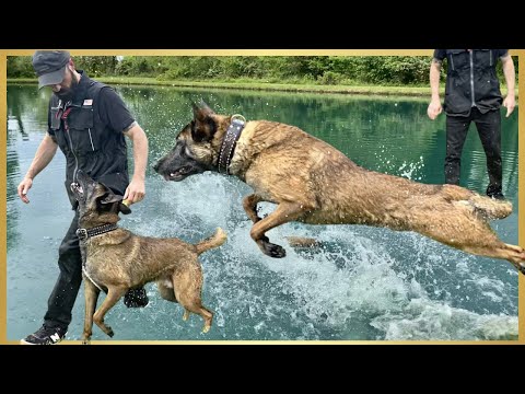 Making Training FUN With My BELGIAN MALINOIS!