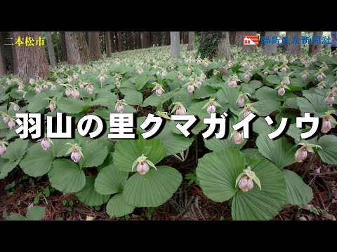 羽山の里クマガイソウ