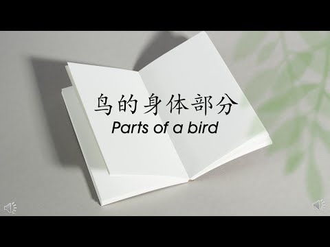 学前教育班科学 （鸟的身体部分） Preschool Science (Parts of a bird)