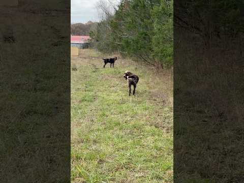 German wirehaired pointer smells him, wirehaired pointing griffon wants to