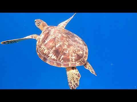 石垣島大崎海岸タチイ浜 ビーチエントリーで海がめと戯れる