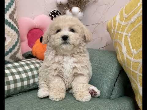 Toy Poodle - Cyrus