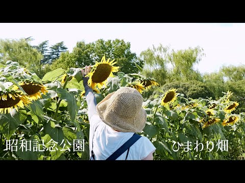 Sunflower field