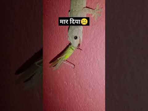 Chhipkali ne maar Diya bechare ko ☹️| #trending #viralvideo #youtubeshorts #lizard #sad #broken