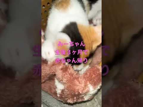 【子猫】#成長日記　赤ちゃん帰りパフォーマンス