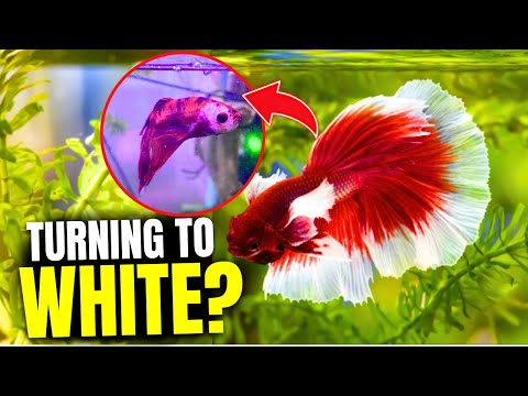 Why Is My Betta Losing Color - Here's 7 Reasons