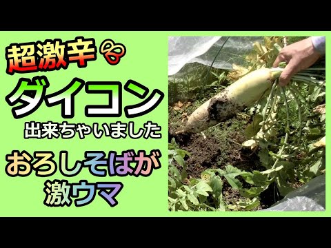 【超・辛いダイコンできちゃいました】舌がしびれるほどのレアもの 家庭菜園28年目 無農薬有機栽培 半自給自足