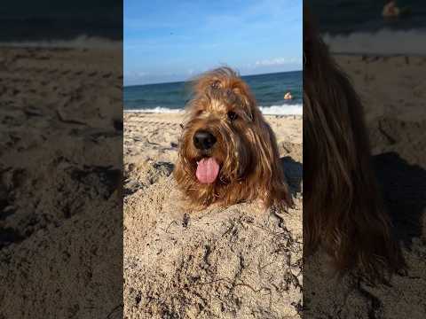 She buried my dog!! #goldenretriever #goldendoodle #funnydogs