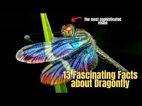 13 Fascinating Facts about Dragonfly Amazing Dragonfly Facts