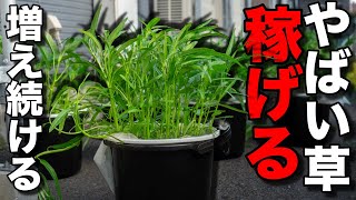 【保存版】100均でめっちゃうまい草が売ってるの知ってる？