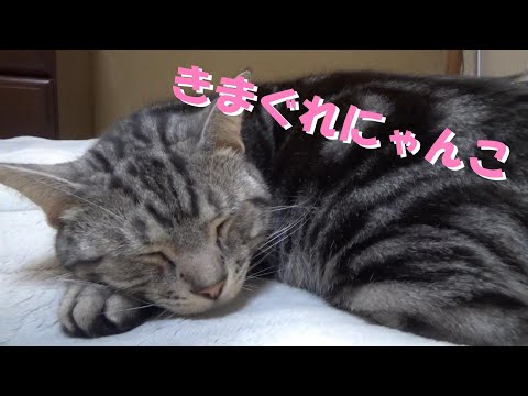 気まぐれにゃんこ（アメリカンショートヘア） 猫のフリーBGM